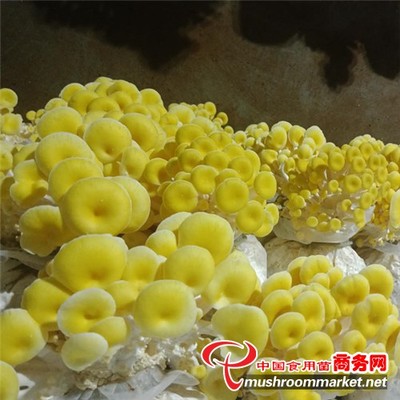 曲靖市 工廠化榆黃蘑豐收季 旅游咨詢推動(dòng)產(chǎn)業(yè)融合